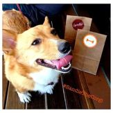 Image result for sandiethecorgi