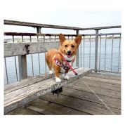Image result for sandiethecorgi